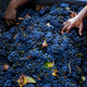 Wine grapes.